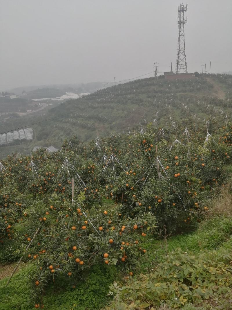 沃柑，眉山沃柑，水份好，味道甜，个头大，颜色红，皮薄肉多