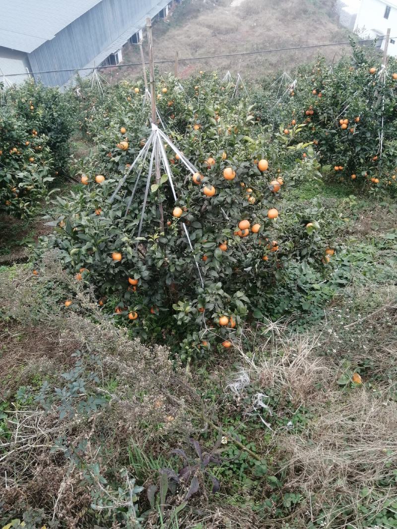 沃柑，眉山沃柑，水份好，味道甜，个头大，颜色红，皮薄肉多