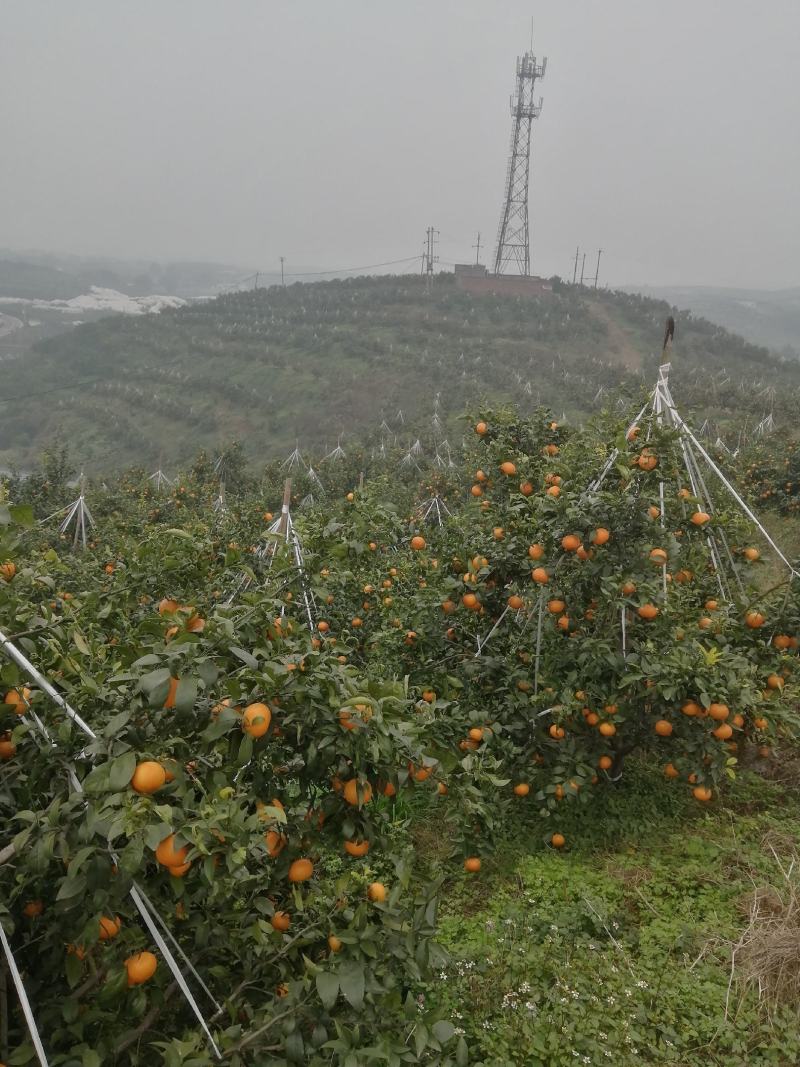 沃柑，眉山沃柑，水份好，味道甜，个头大，颜色红，皮薄肉多