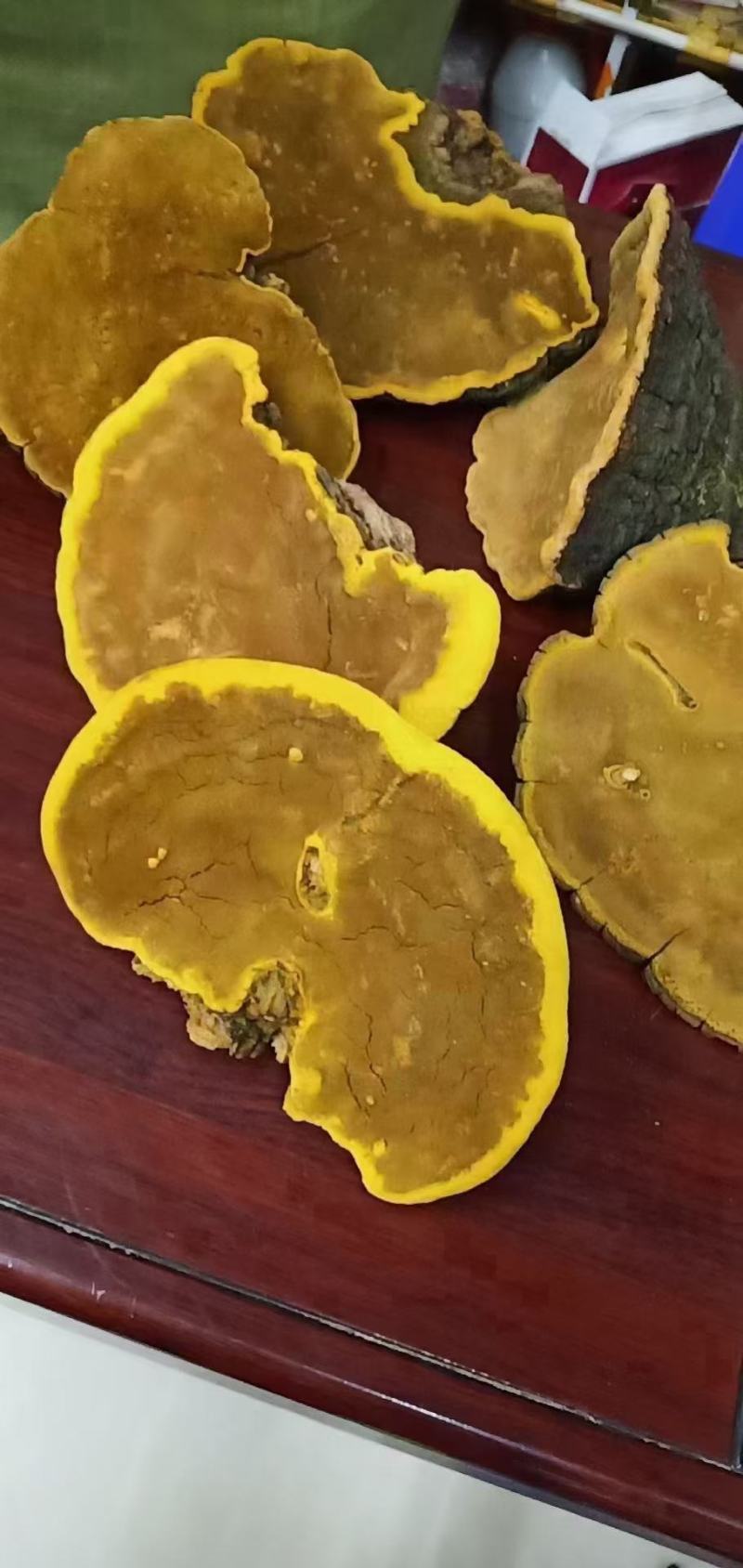 桑黄桑寄生西藏金边桑黄不是几十块的朝鲜货西藏金边