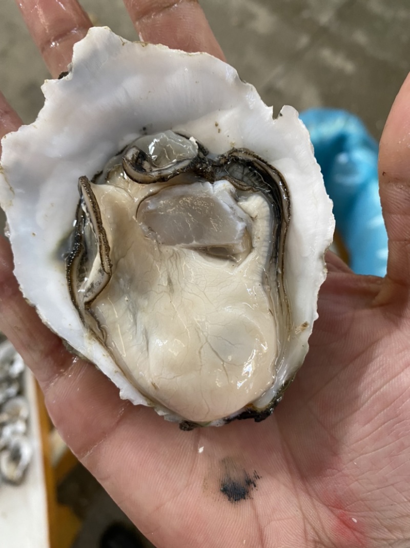 一件代发.大量批发自家湛江生蚝新鲜肥大牡蛎台山蚝批发