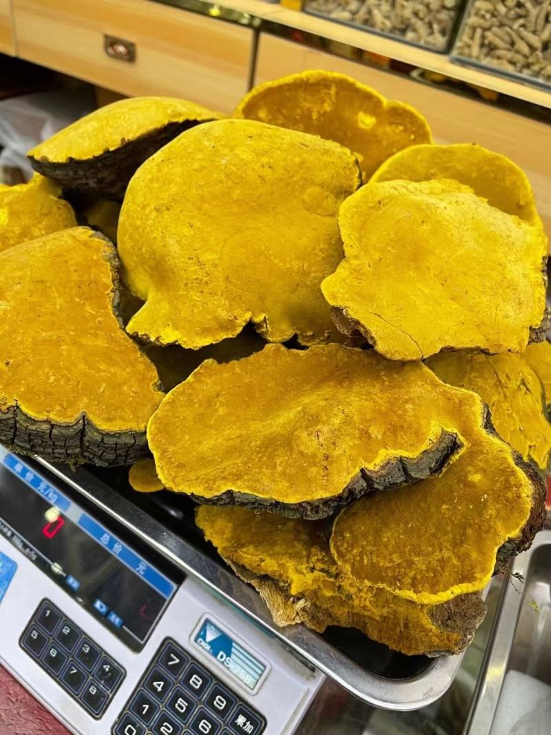 桑黄桑寄生西藏金边桑黄不是几十块的朝鲜货西藏金边