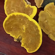 桑黄桑寄生西藏金边桑黄不是几十块的朝鲜货西藏金边