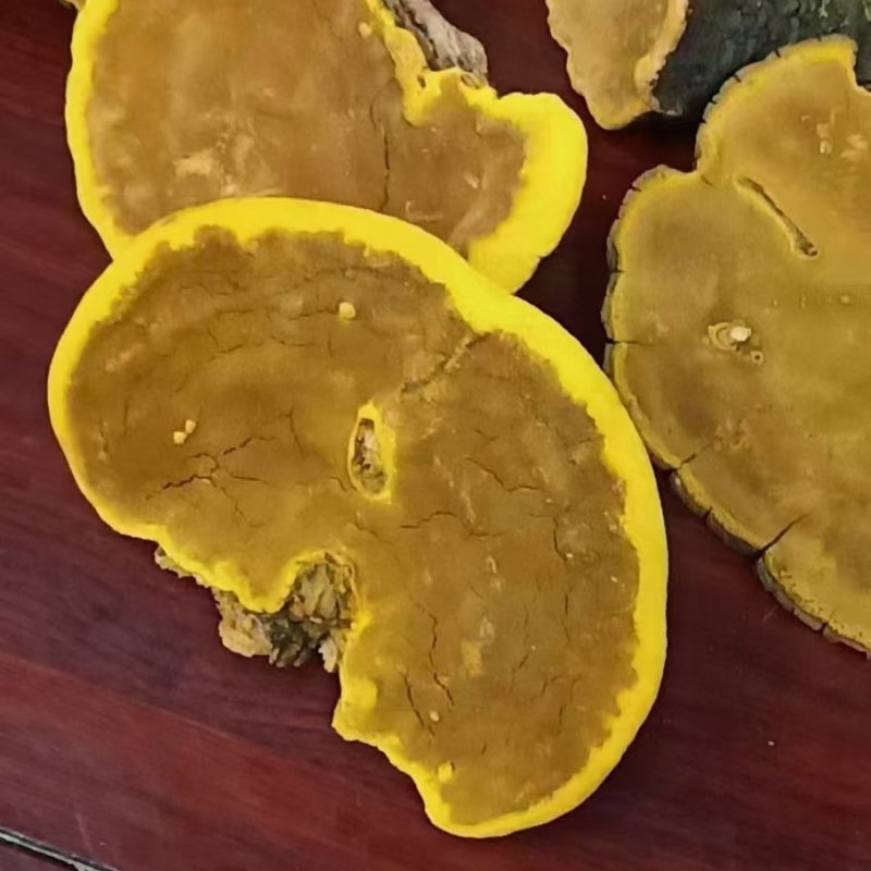 桑黄桑寄生西藏金边桑黄不是几十块的朝鲜货西藏金边