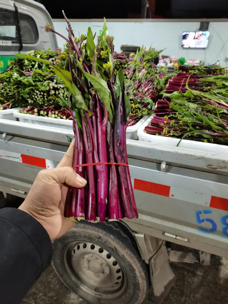 红菜苔油菜苔紫菜苔四川省亿品园农业发展有限公司