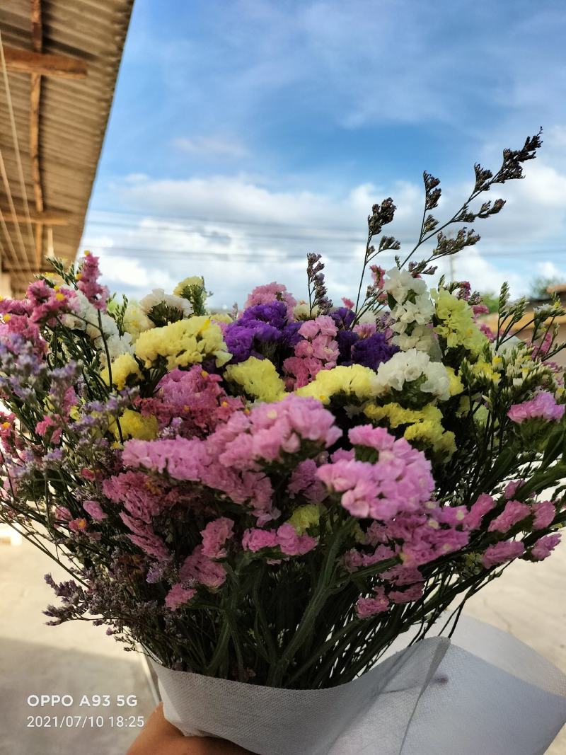 云南十八怪，鲜花称斤卖，混色勿忘我，六个颜色
