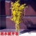 开花干枝寸寸金水培鲜切花植物插花新鲜枝条真花摆件室内客厅