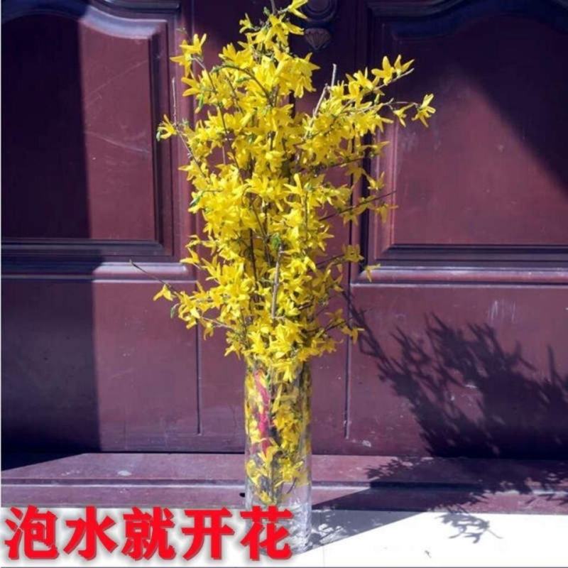 开花干枝寸寸金水培鲜切花植物插花新鲜枝条真花摆件室内客厅