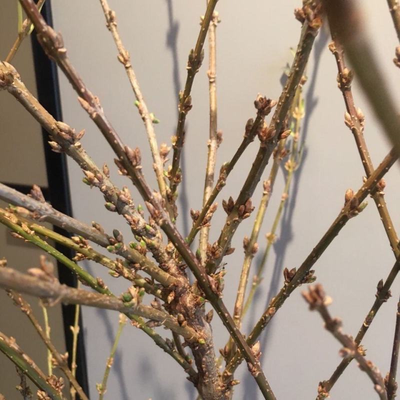 开花干枝寸寸金水培鲜切花植物插花新鲜枝条真花摆件室内客厅