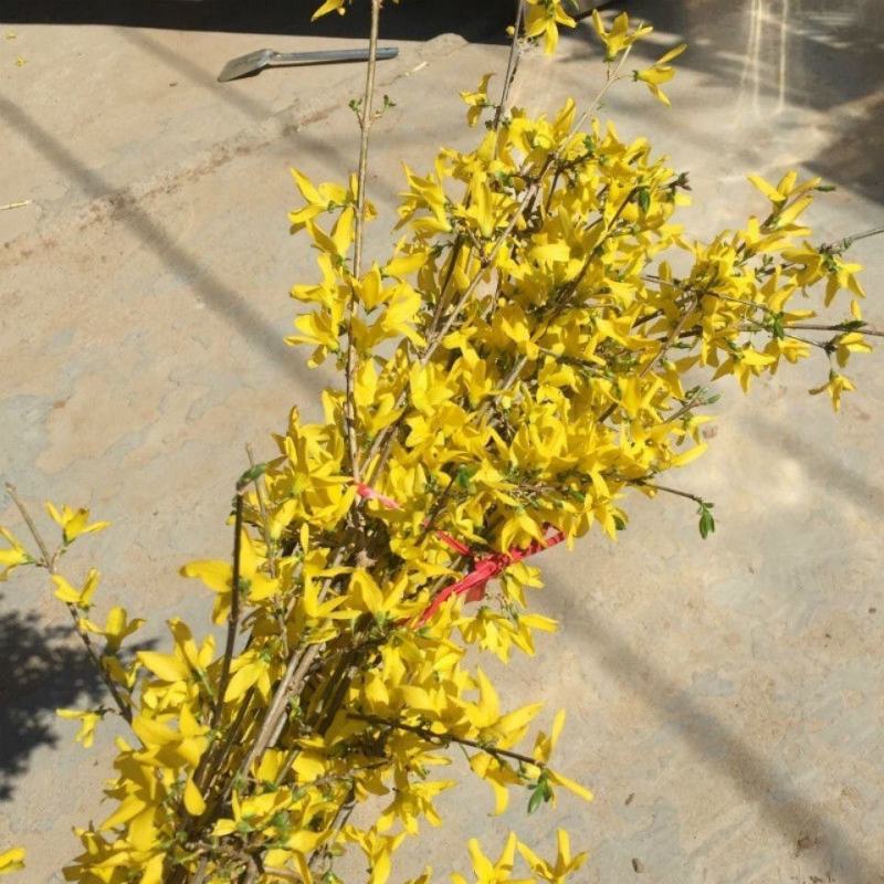 开花干枝寸寸金水培鲜切花植物插花新鲜枝条真花摆件室内客厅