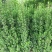 北海道黄杨商丘货源