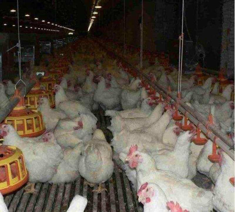 817鸡苗快速鸡白羽肉杂鸡苗.艾维因大种肉鸡苗肯德鸡苗