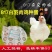 817鸡苗快速鸡白羽肉杂鸡苗.艾维因大种肉鸡苗肯德鸡苗