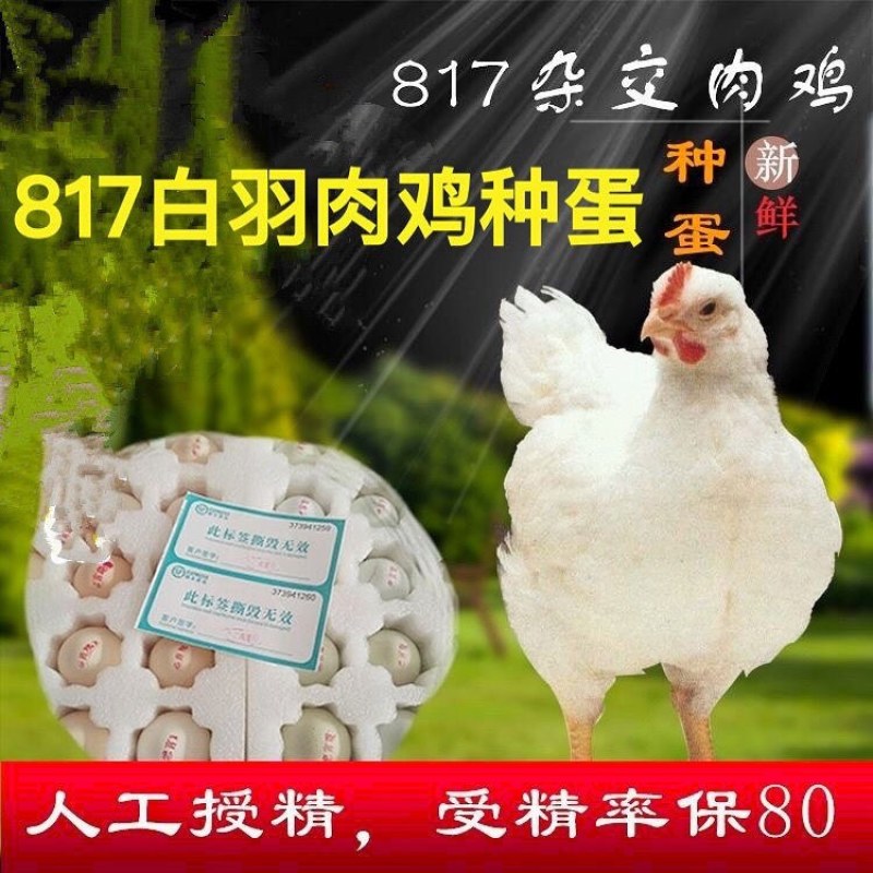 817鸡苗快速鸡白羽肉杂鸡苗.艾维因大种肉鸡苗肯德鸡苗