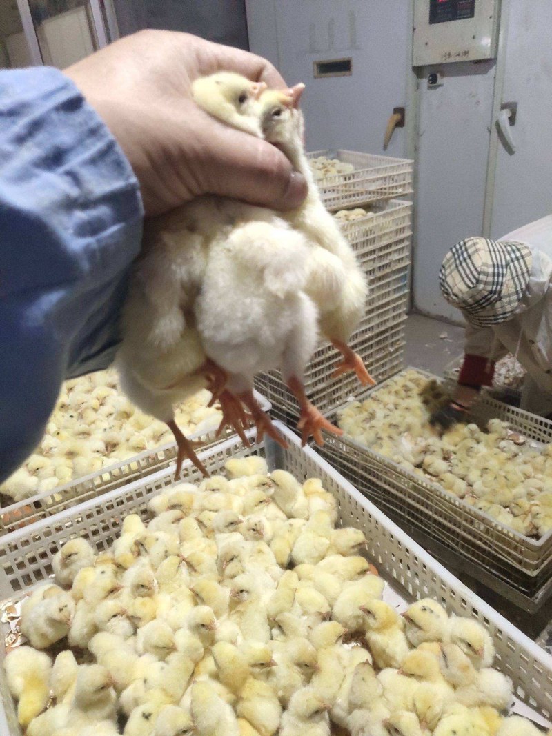 817鸡苗快速鸡白羽肉杂鸡苗.艾维因大种肉鸡苗肯德鸡苗