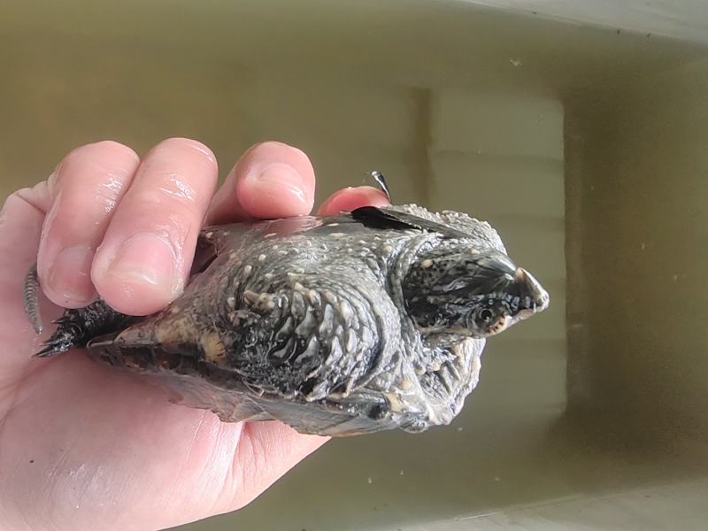 鳄龟种苗，价格合适！养大一个母龟可以下蛋40个