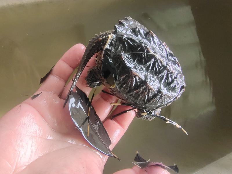 鳄龟种苗，价格合适！养大一个母龟可以下蛋40个