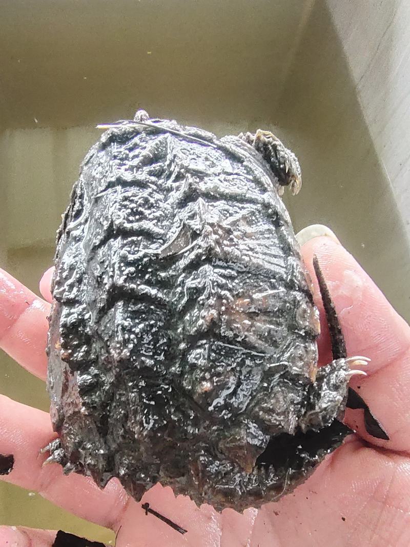 鳄龟种苗，价格合适！养大一个母龟可以下蛋40个