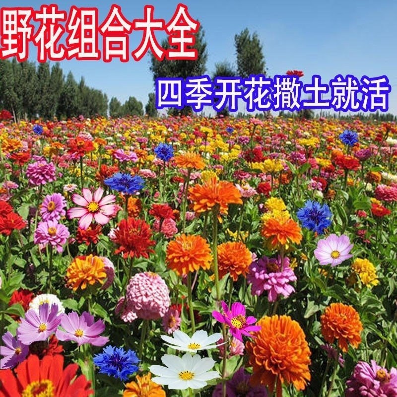 野花组合种子室外庭院易活花种籽子七彩格桑花四季开花太阳花
