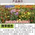 野花组合种子室外庭院易活花种籽子七彩格桑花四季开花太阳花