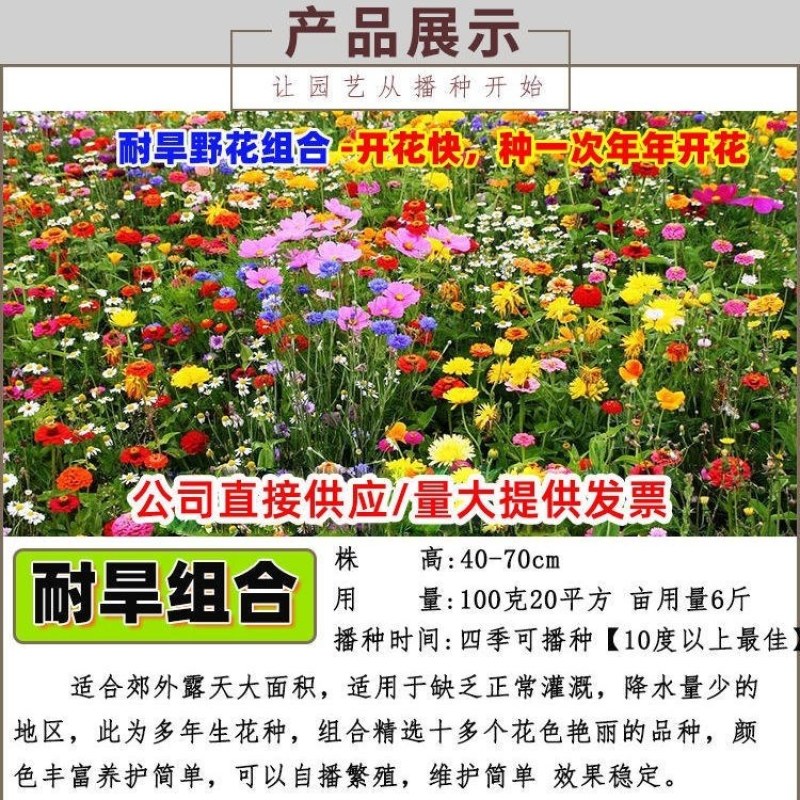 野花组合种子室外庭院易活花种籽子七彩格桑花四季开花太阳花