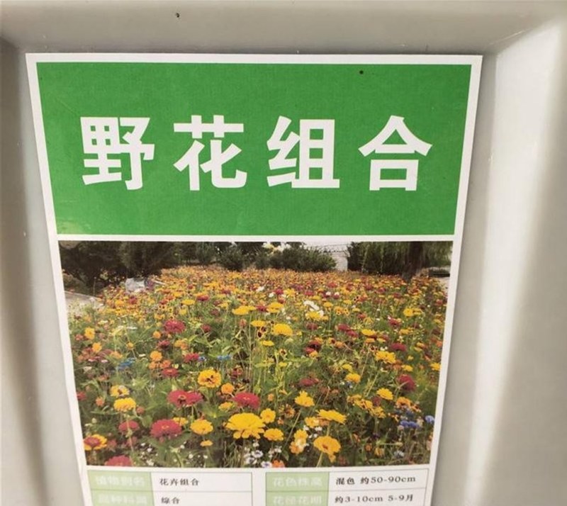 野花组合种子室外庭院易活花种籽子七彩格桑花四季开花太阳花