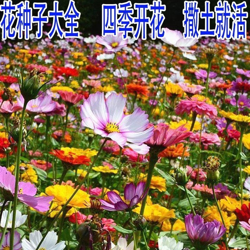 野花组合种子室外庭院易活花种籽子七彩格桑花四季开花太阳花