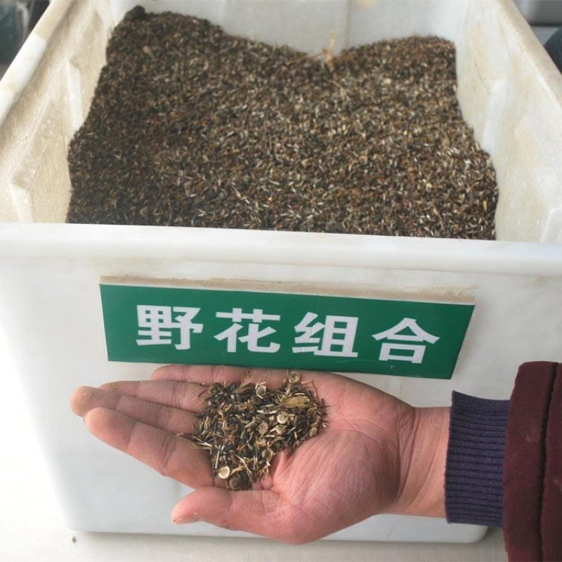 野花组合种子室外庭院易活花种籽子七彩格桑花四季开花太阳花