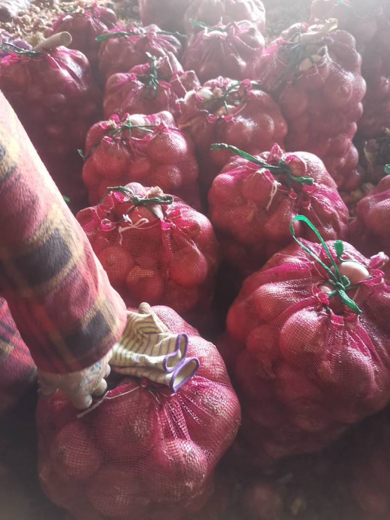 金乡县红皮洋葱电商出口优选，代收，代加工，代发货，一条龙