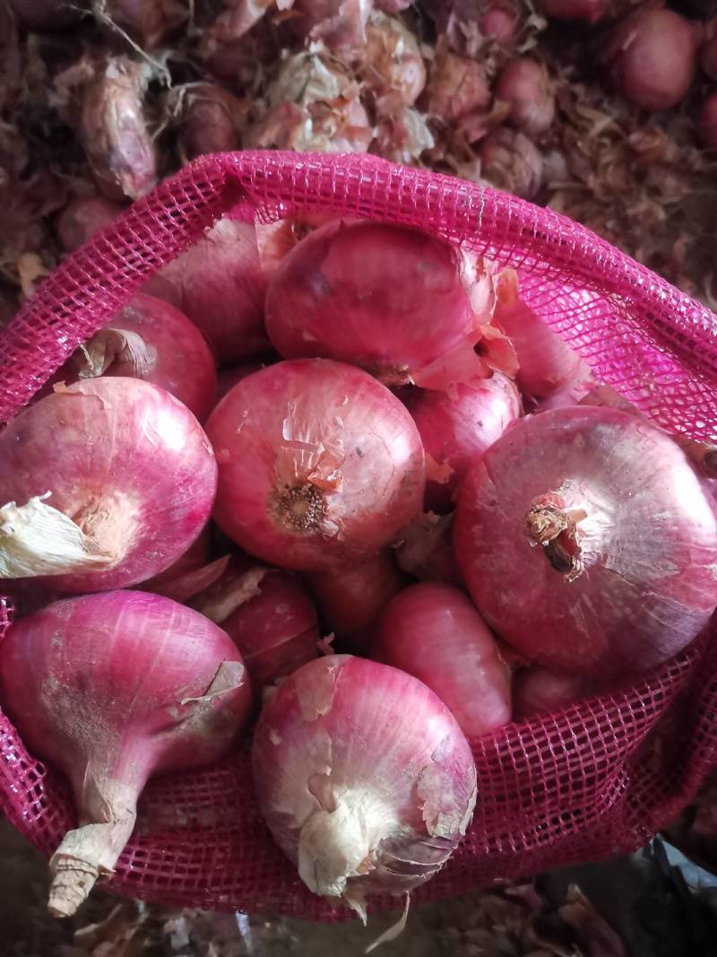 金乡县红皮洋葱电商出口优选，代收，代加工，代发货，一条龙