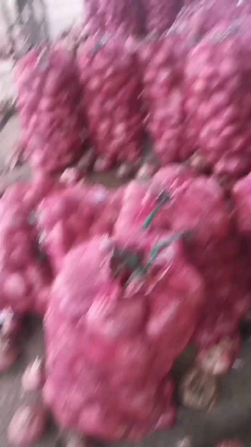 金乡县红皮洋葱电商出口优选，代收，代加工，代发货，一条龙