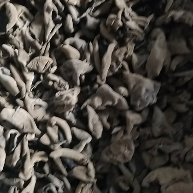 【推荐】东北黑木耳，秋木耳黑厚货源充足，品质保证
