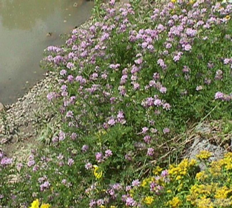 小冠花种子多年生牧草花卉多变绣球花种籽园林绿化护坡固土地
