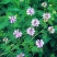 小冠花种子多年生牧草花卉多变绣球花种籽园林绿化护坡固土地