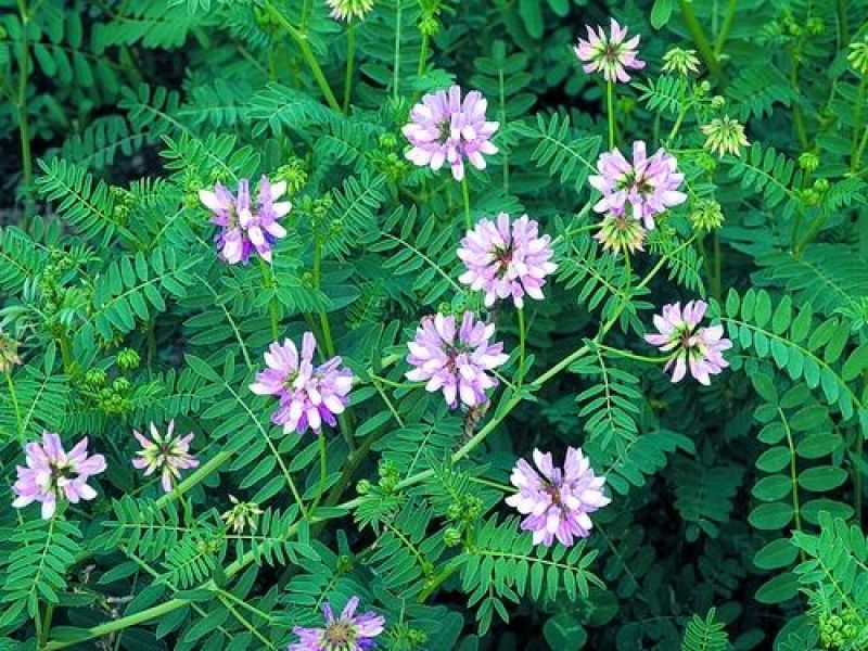 小冠花种子多年生牧草花卉多变绣球花种籽园林绿化护坡固土地