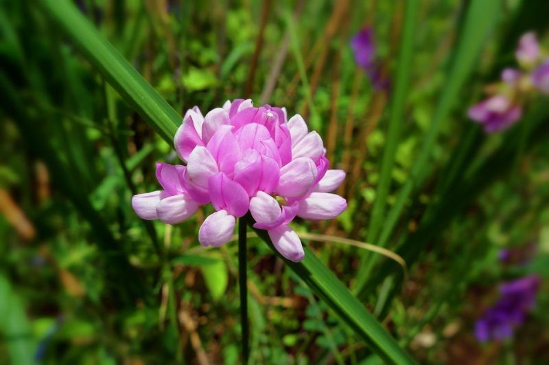 小冠花种子多年生牧草花卉多变绣球花种籽园林绿化护坡固土地