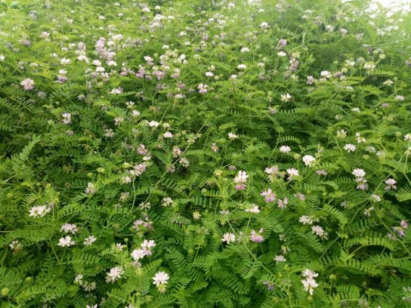 小冠花种子多年生牧草花卉多变绣球花种籽园林绿化护坡固土地