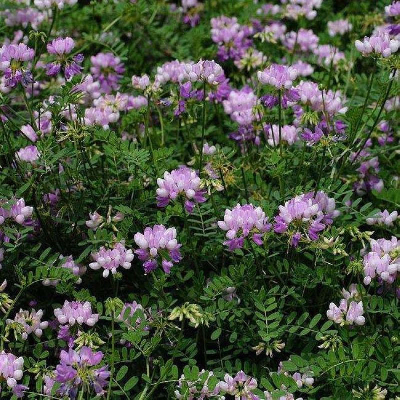 小冠花种子多年生牧草花卉多变绣球花种籽园林绿化护坡固土地