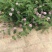 小冠花种子多年生牧草花卉多变绣球花种籽园林绿化护坡固土地