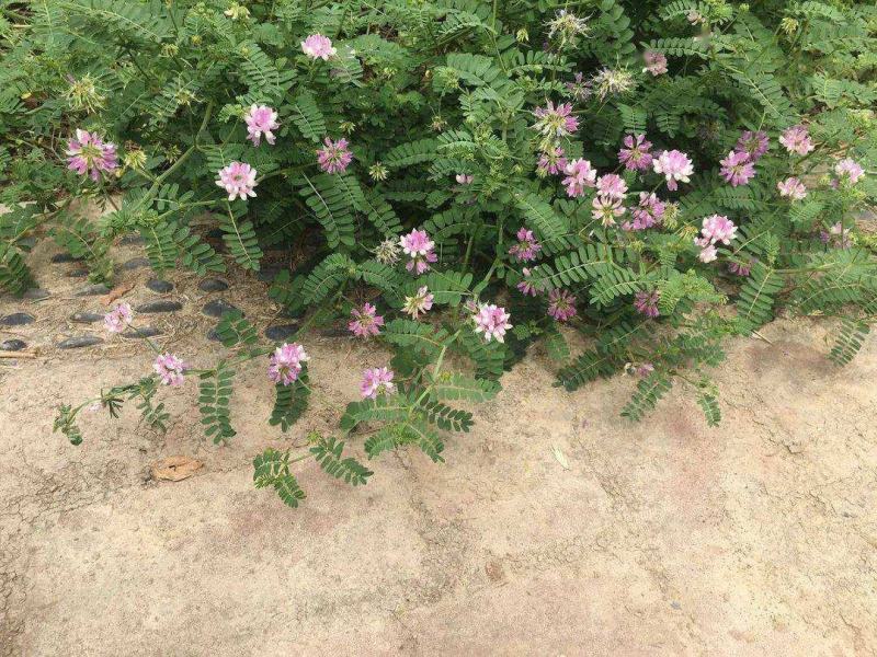 小冠花种子多年生牧草花卉多变绣球花种籽园林绿化护坡固土地