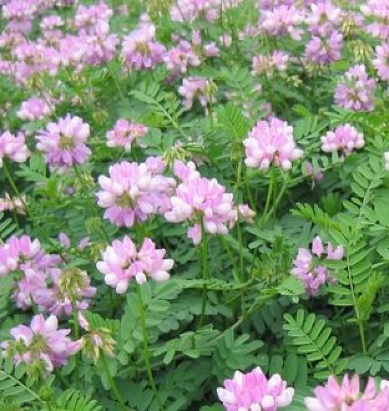 小冠花种子多年生牧草花卉多变绣球花种籽园林绿化护坡固土地