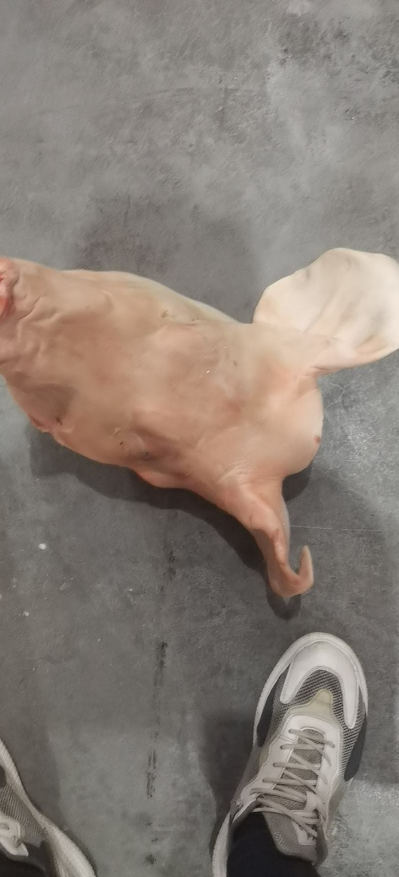 猪毛头