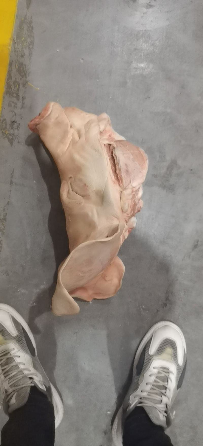 猪毛头