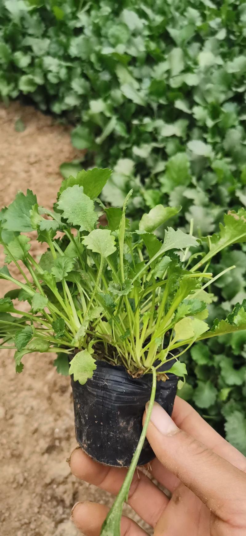 精品大滨菊地被菊，可视频看货或到基地考察，欢迎各位老板