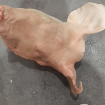 猪毛头