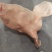 猪毛头