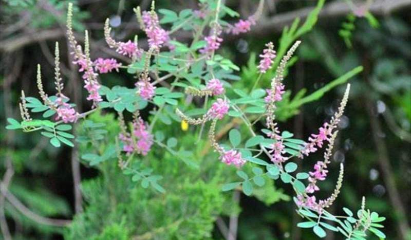 多花木兰种籽种子蜜源植物树草花种子草籽