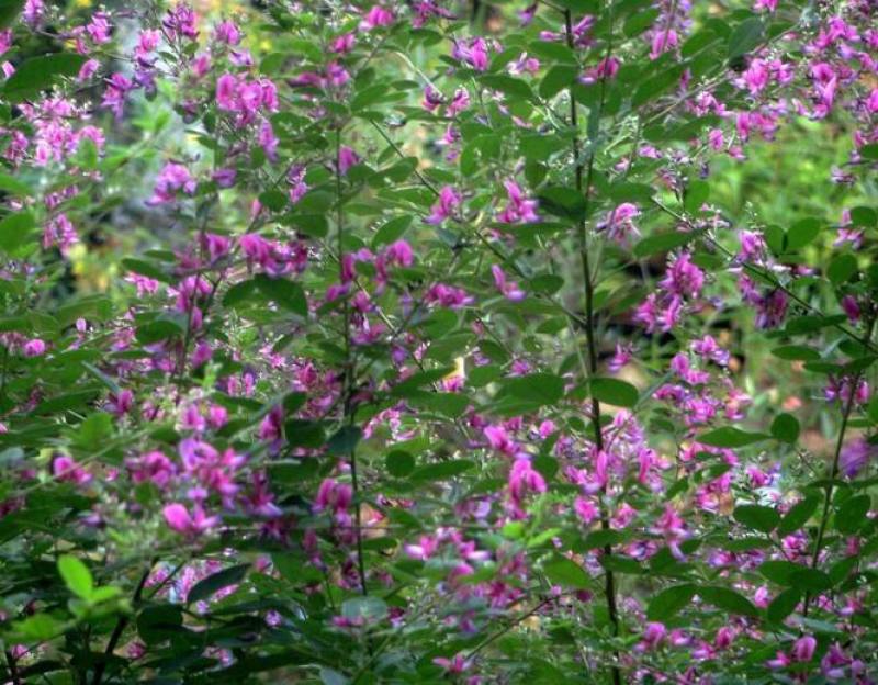 多花木兰种籽种子蜜源植物树草花种子草籽