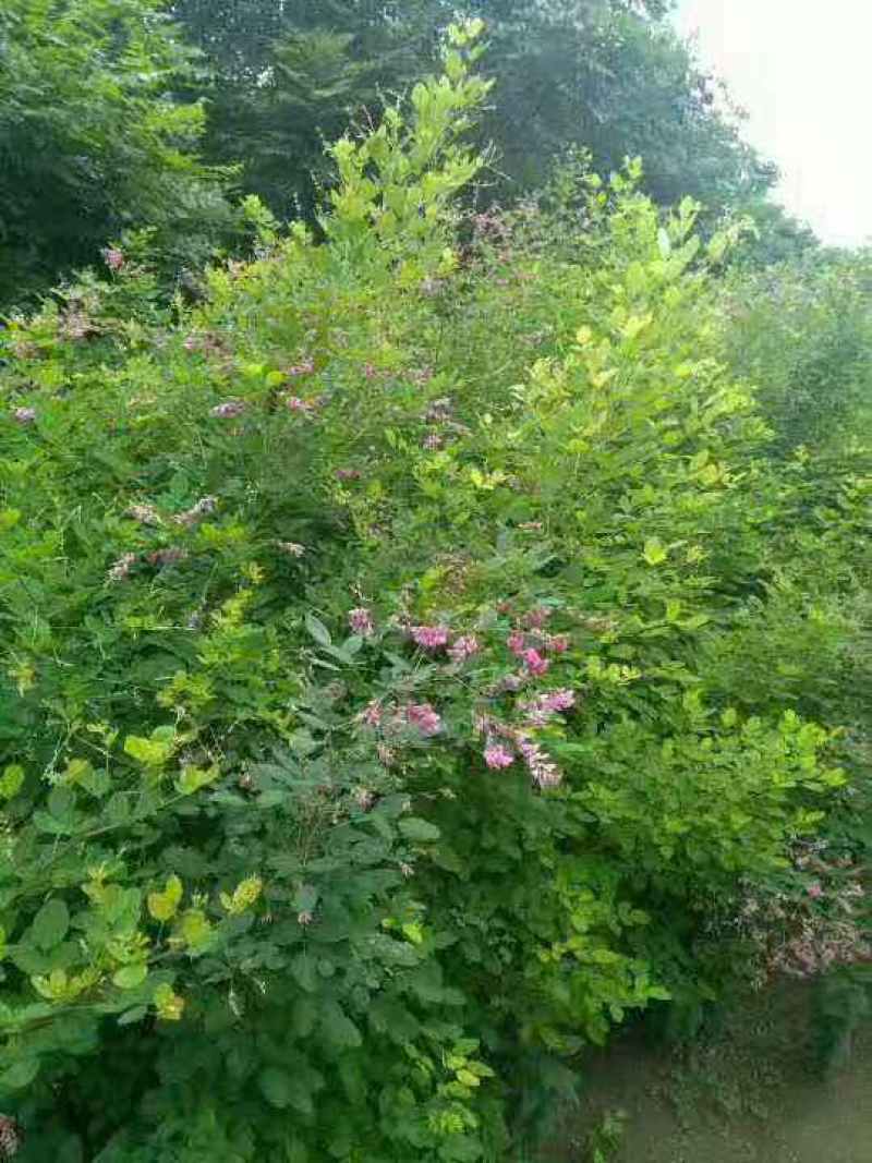 多花木兰种籽种子蜜源植物树草花种子草籽