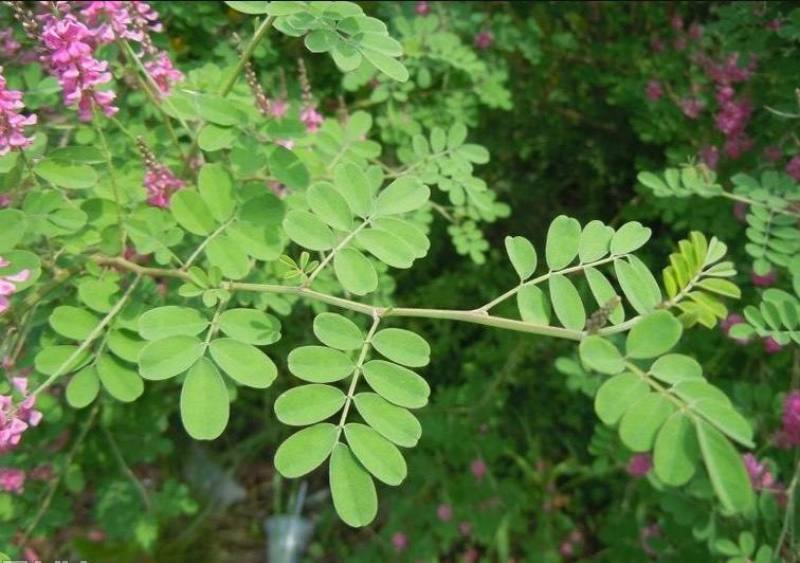 多花木兰种籽种子蜜源植物树草花种子草籽